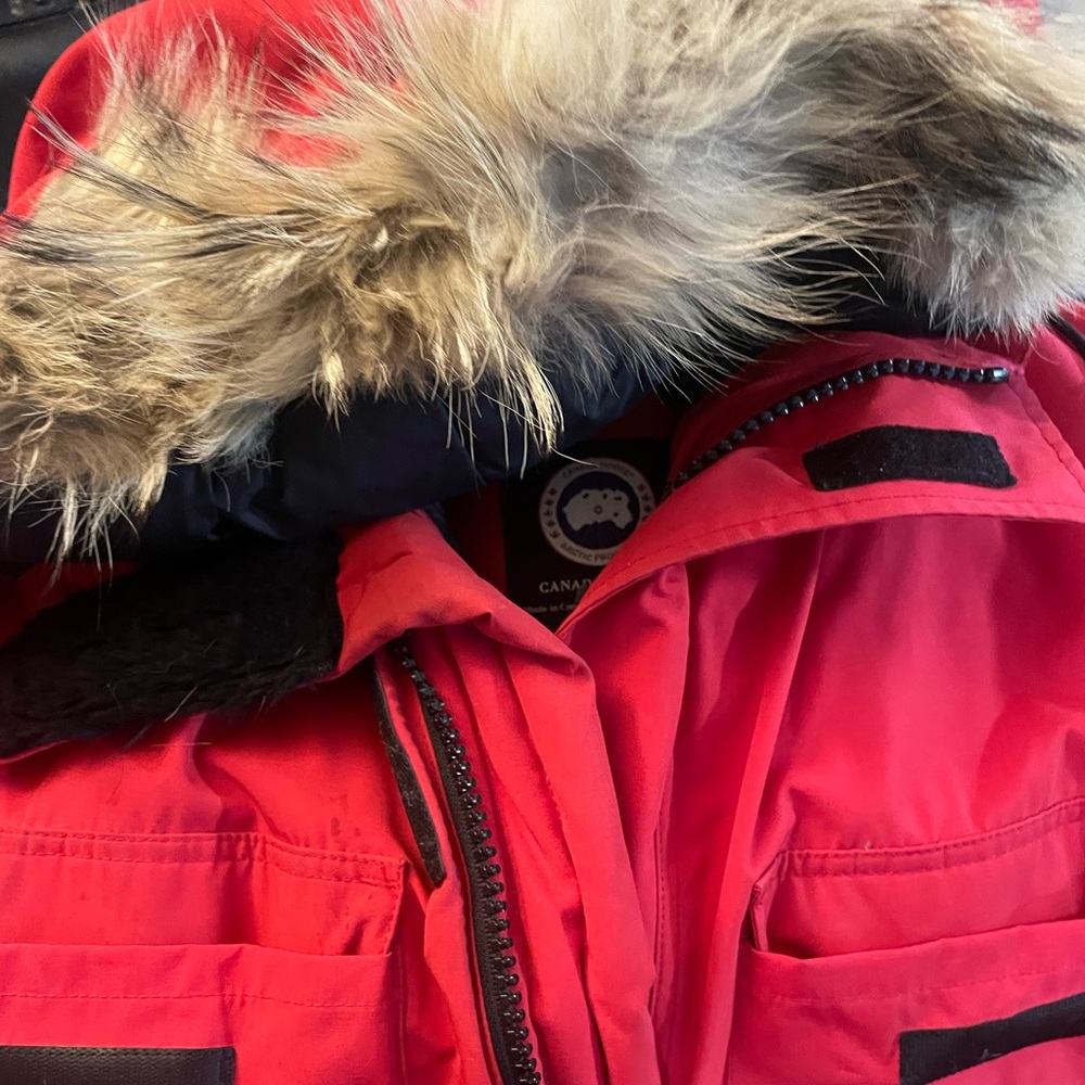 Canada goose